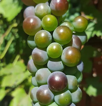 Pas Birute Guest house Kaunas