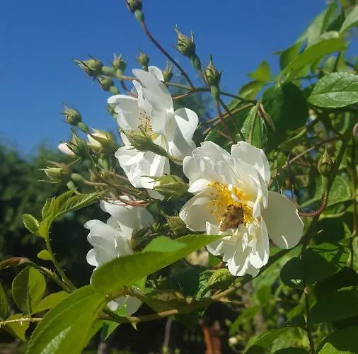 Pas Birute Guest house *