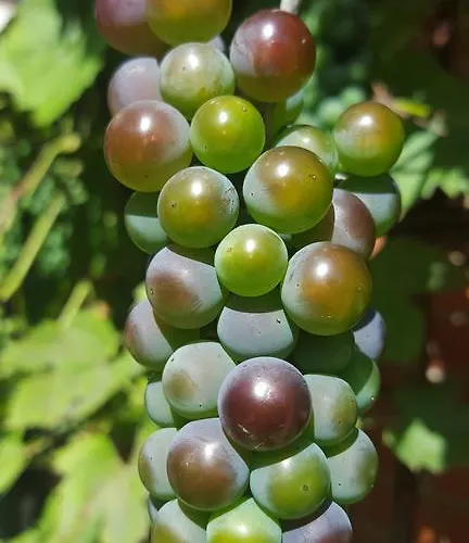 Pas Birute Guest house Kaunas